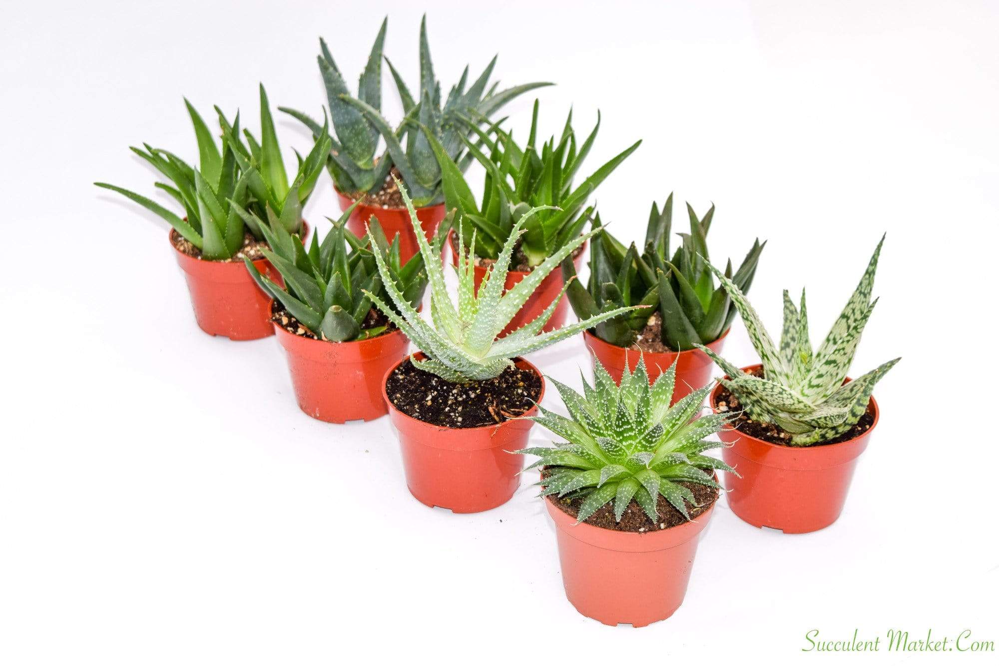 Aloe Set Shop Succulents Online Succulent Market