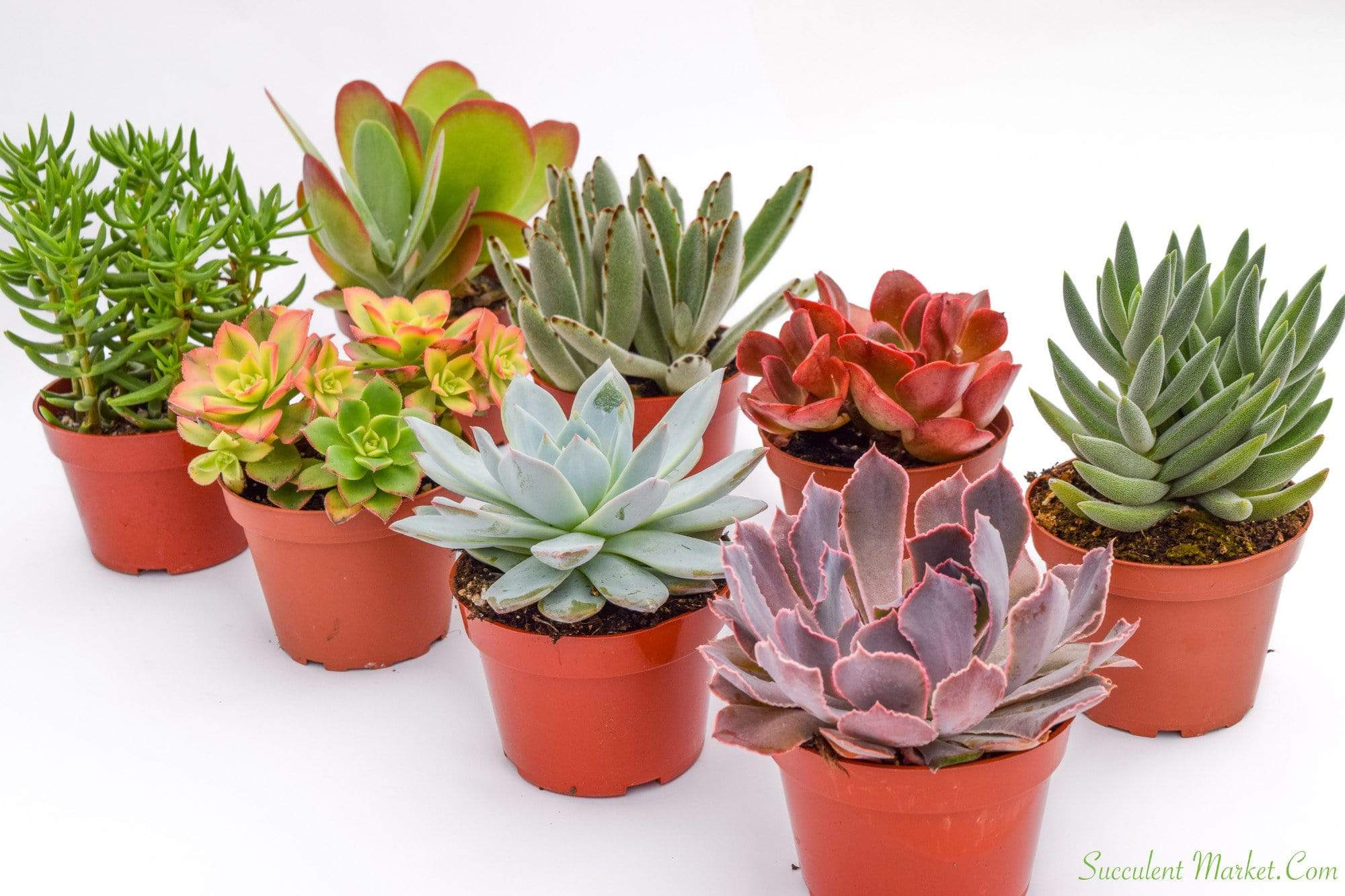 Colorful Succulents For Salebuy Succulents Onlinesucculents For Sale Succulent Market 9474