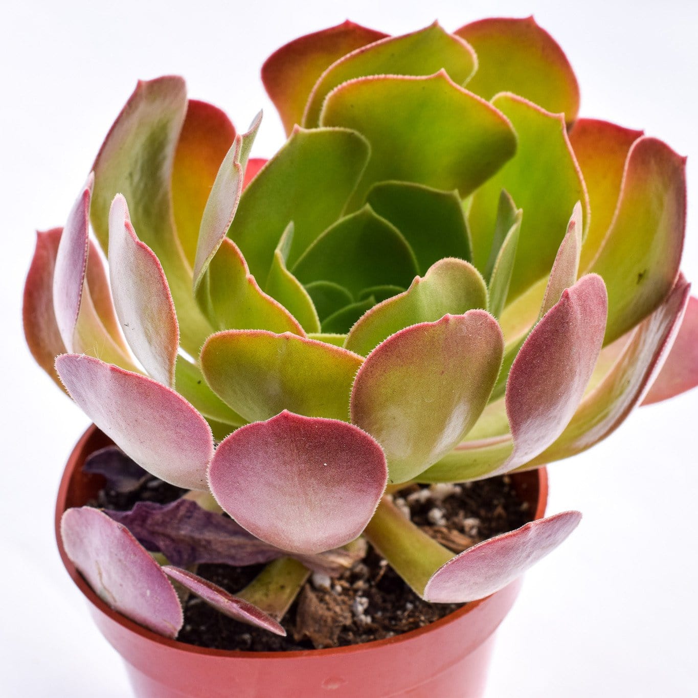 Aeonium Bronze Medal | Buy Succulents Online | Succulents ...