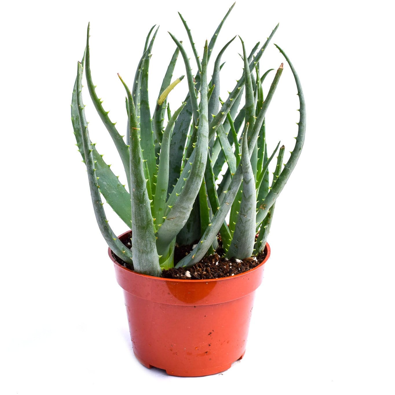 Buy Aloe Blue Elf | Succulents for Sale | Buy Succulents ...