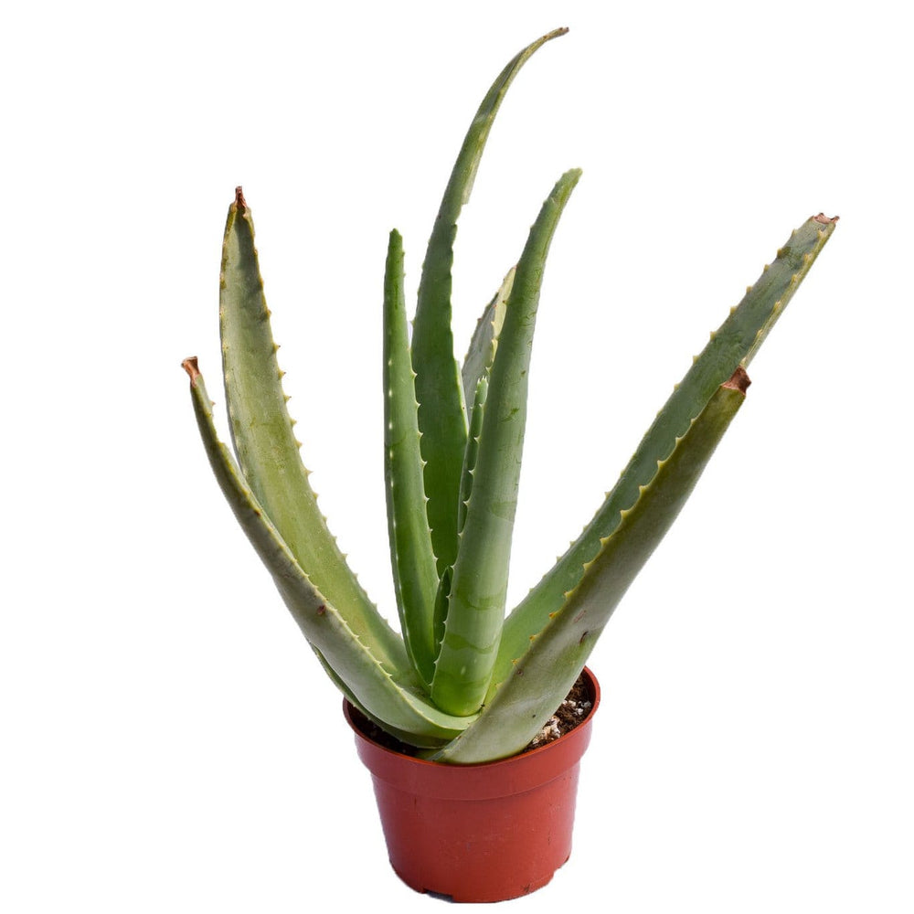 trui Wind deze Buy Aloe Vera Plant Online |Succulents for Sale |Buy Succulents Online