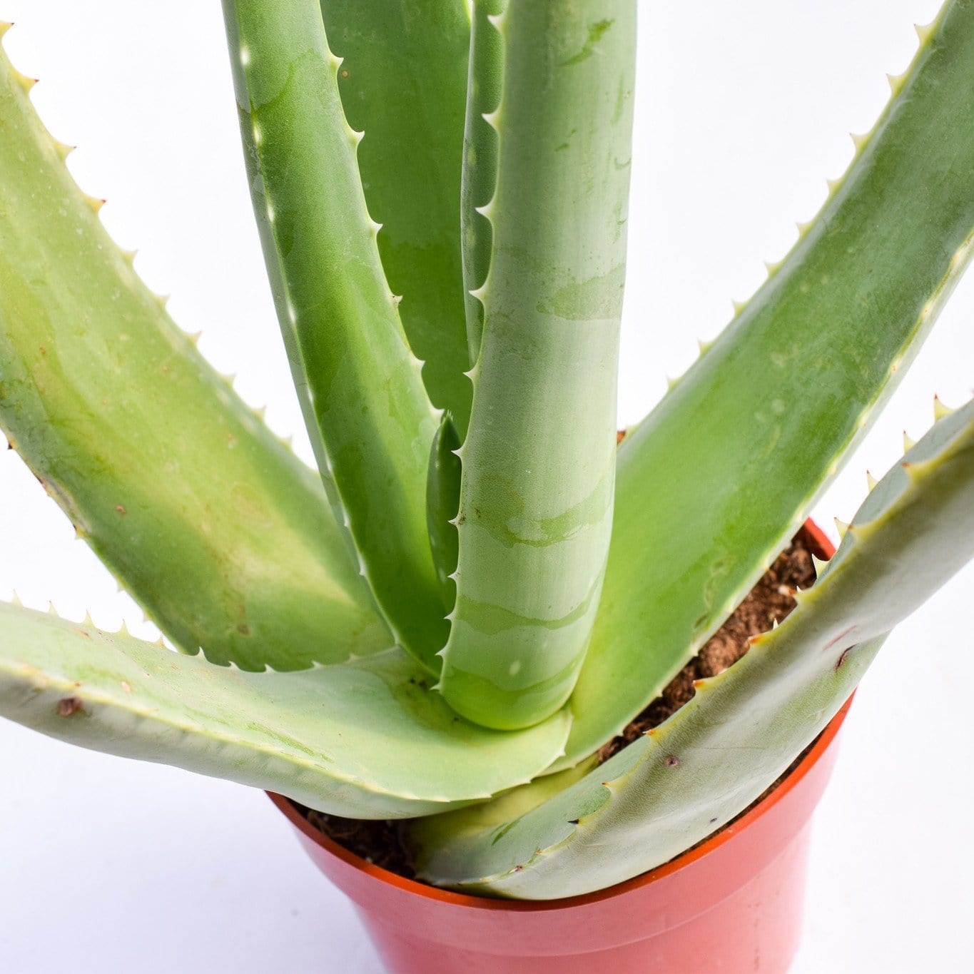 trui Wind deze Buy Aloe Vera Plant Online |Succulents for Sale |Buy Succulents Online