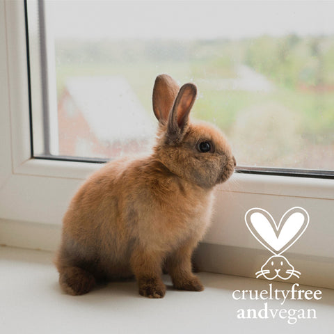 Is Procter & Gamble Cruelty-Free or Vegan? » Vegan Rabbit