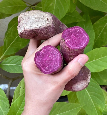 Holding Purple Sweet Potato
