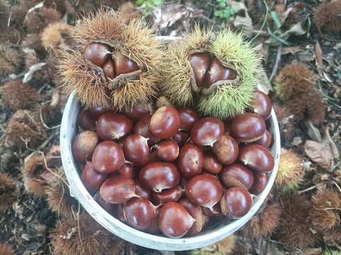 Basket full of Himalayan Chestnuts