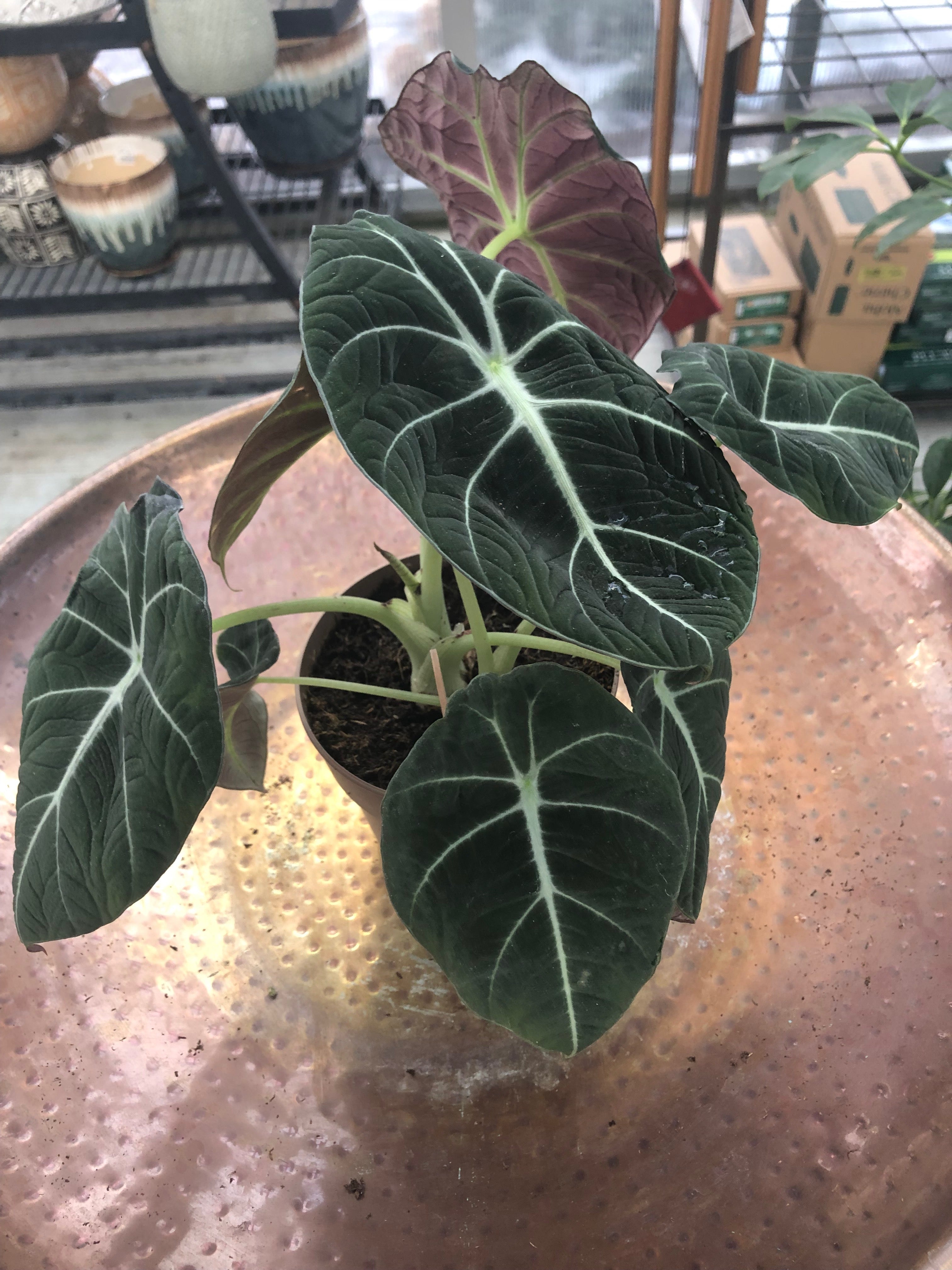 Alocasia Black Velvet