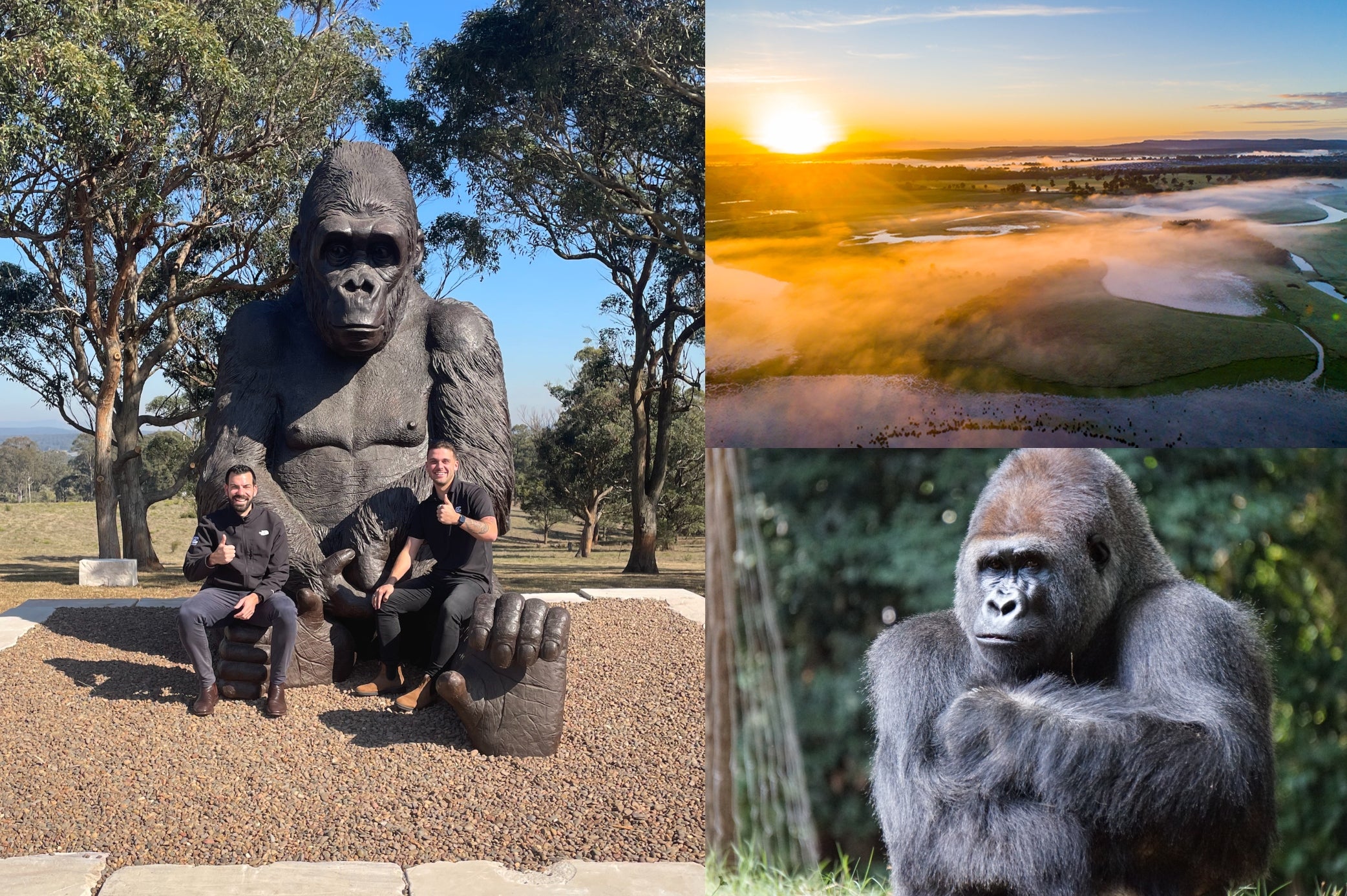 Mccloy Group The Loxford Maitland Gorilla Sculpture