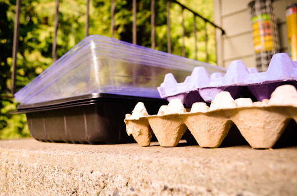 Egg Carton Seed Trays