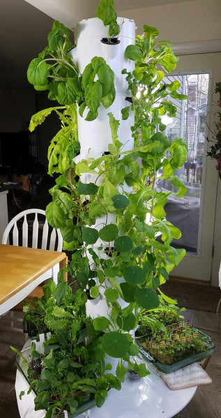 How To Plant A Vertical Tower Garden Seedsnow Com