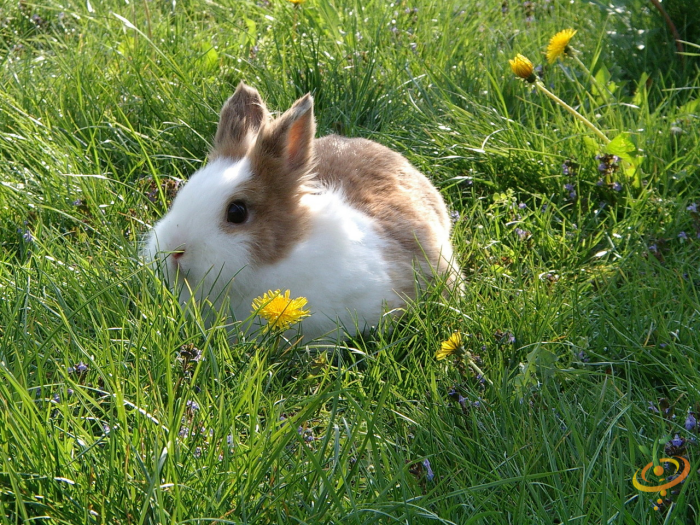 Do chickens eat grass?