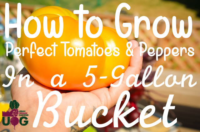 How To Grow Perfect Peppers Tomatoes In A 5 Gallon Bucket