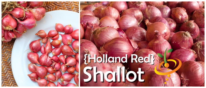 Organic Dutch Red Shallot Bulbs — San Diego Seed Company