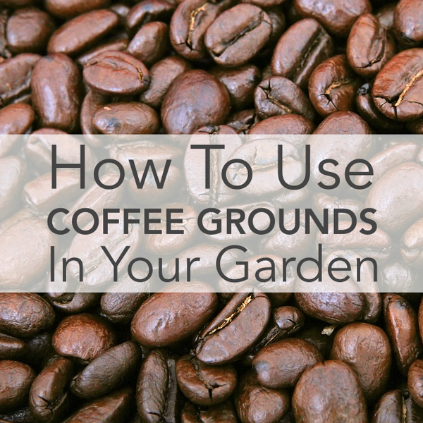 How To Use Coffee Grounds In Your Garden Seedsnow Com