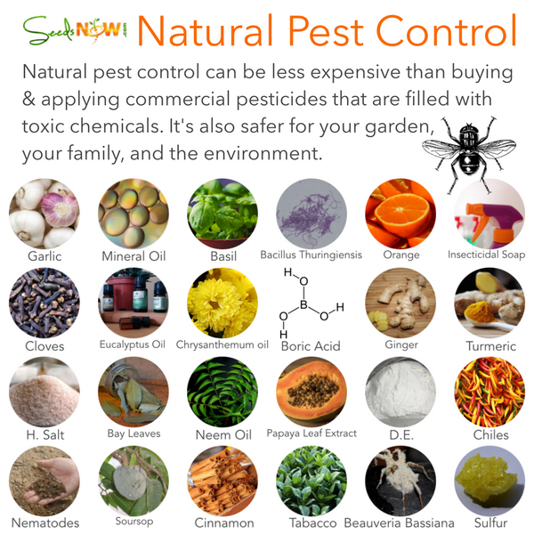 Natural Pest Control Methods Seedsnow Com