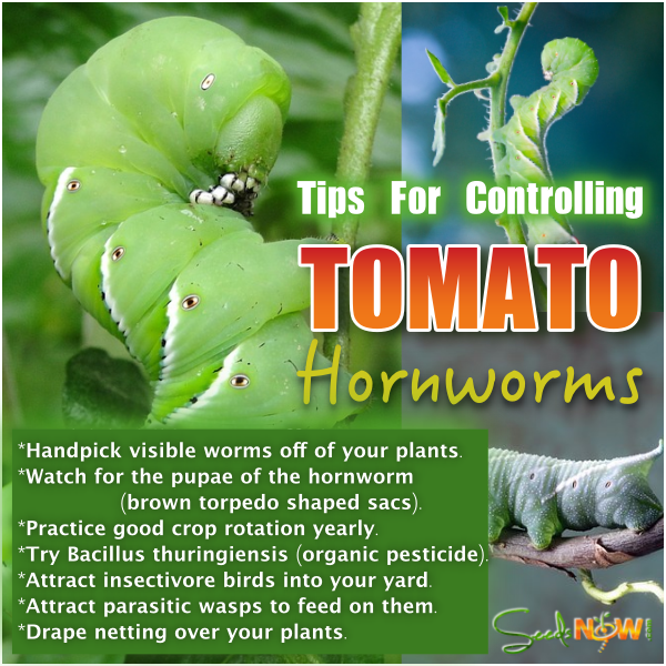download controlling tomato hornworm