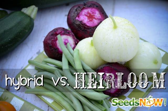 What's the Difference? Open-Pollinated, Heirloom & Hybrid Seeds