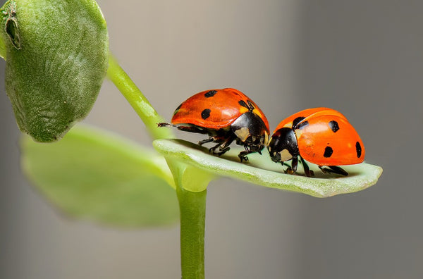 How to Attract Ladybugs