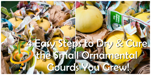 4 Easy Steps to Dry & Cure the Small Ornamental Gourds You ...