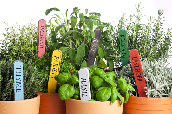 How To Grow An Indoor Herb Garden Seedsnow Com