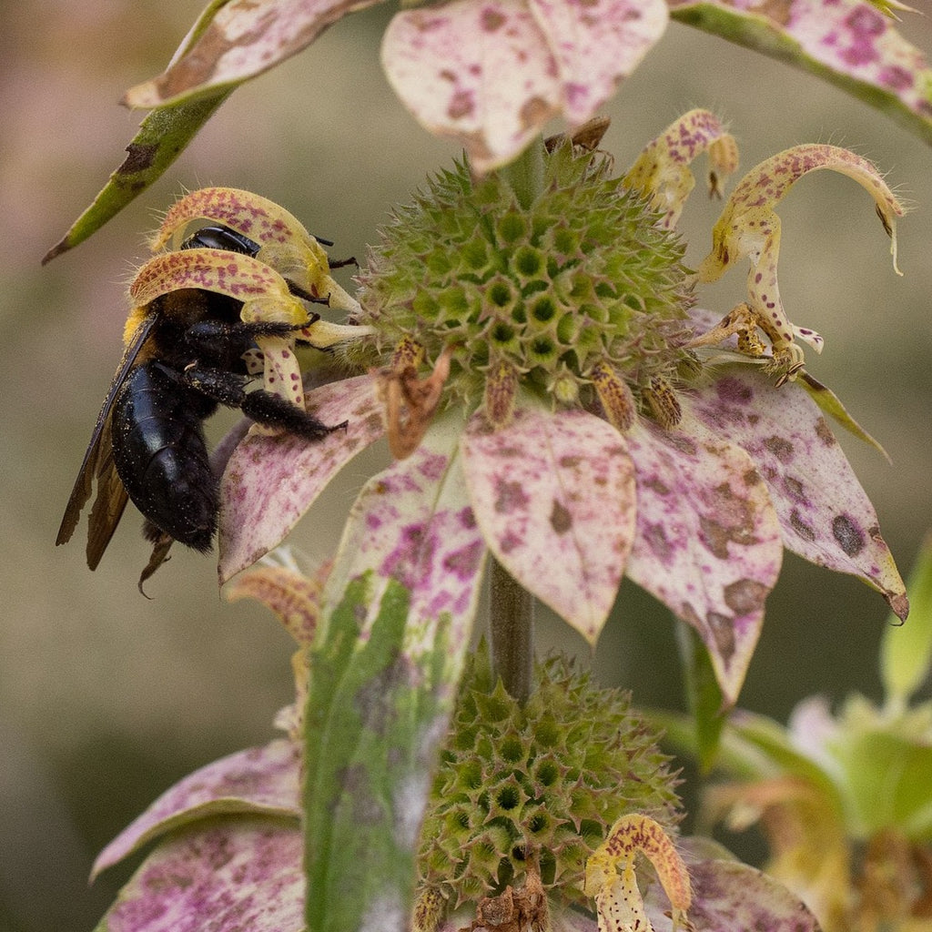 mold on bee balm plant