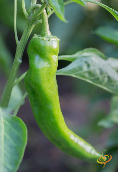 Pepper - Anaheim Chili  SeedsNow.com