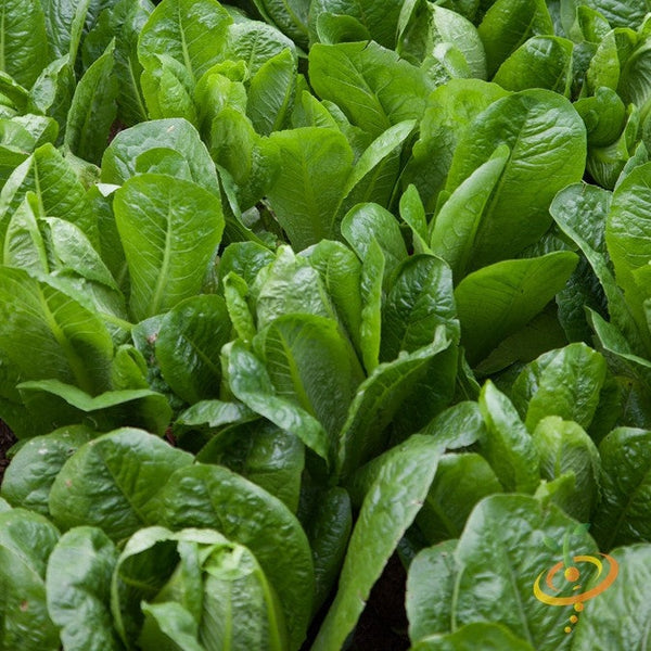 Corn Salad, Mache, Lambs Lettuce Stock Image - Image of agriculture,  natural: 38354893