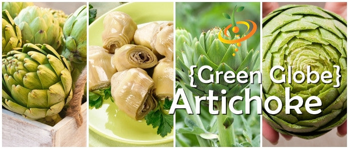 Grow Green Globe Artichoke seeds 100% Heirloom/Non-Hybrid/Non-GMO