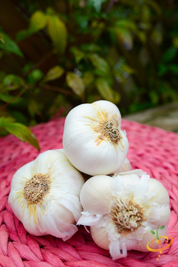 nootka rose garlic