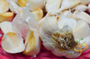 nootka rose garlic