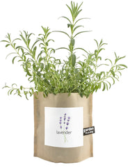 Lavender Garden-in-a-Bag