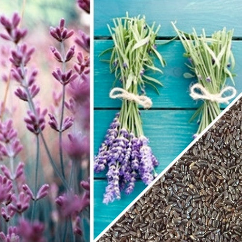 English Lavender Herb Seeds Grow Organic Lavender Now Seedsnow Com