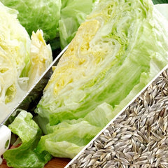 lettuce iceberg price