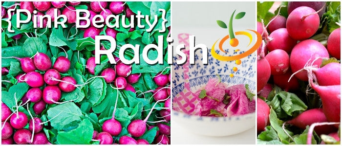 Pink beauty radish grande