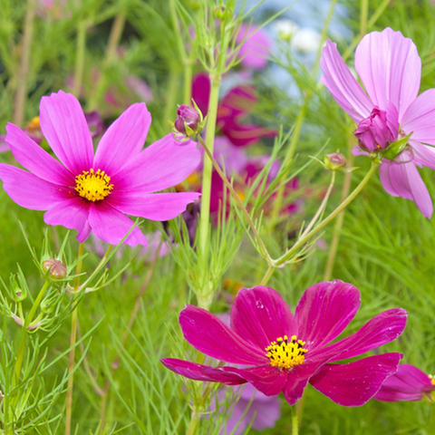 Download Wildflowers Cosmos Flower Scatter Garden Seed Mix Seedsnow Com