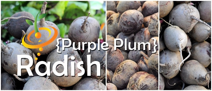 Purple plum radish grande