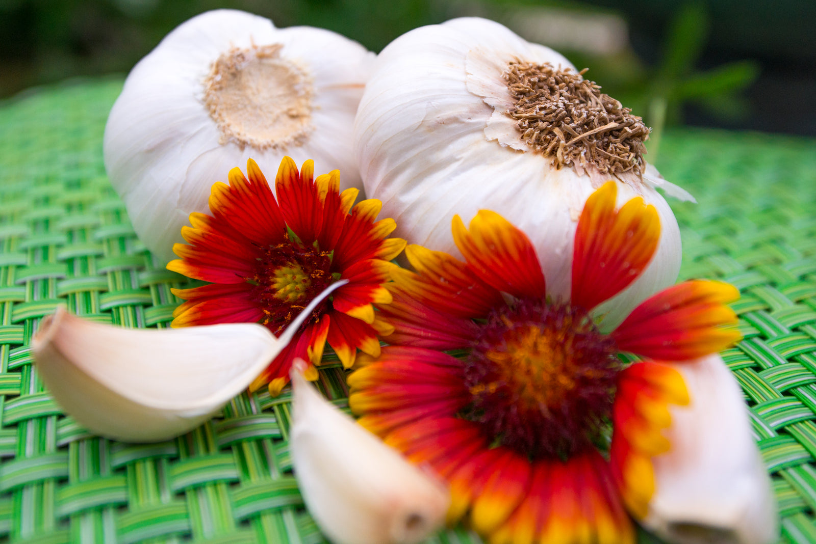 nootka rose garlic