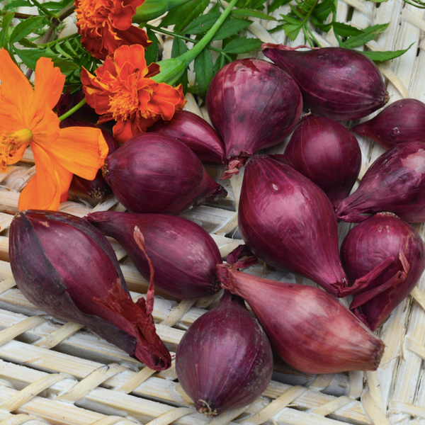 Organic Dutch Red Shallot Bulbs — San Diego Seed Company
