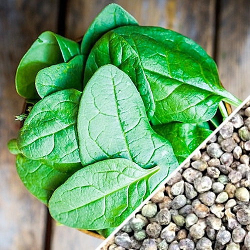 Get These Seeds In Your Garden Or Raised Bed Today. NOBEL GIANT SPINACH SEEDS