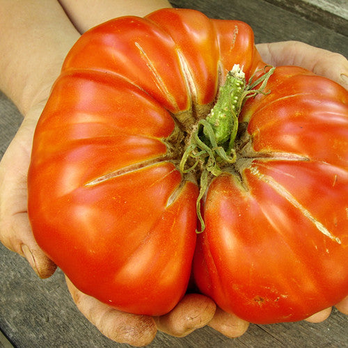 Ponderosa Beefsteak Tomato