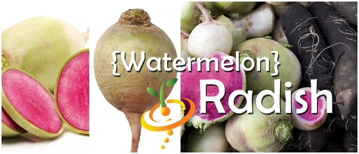 Watermelon radish grande