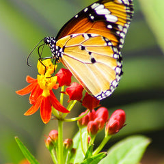 Milkweed - Monarch Butterfly