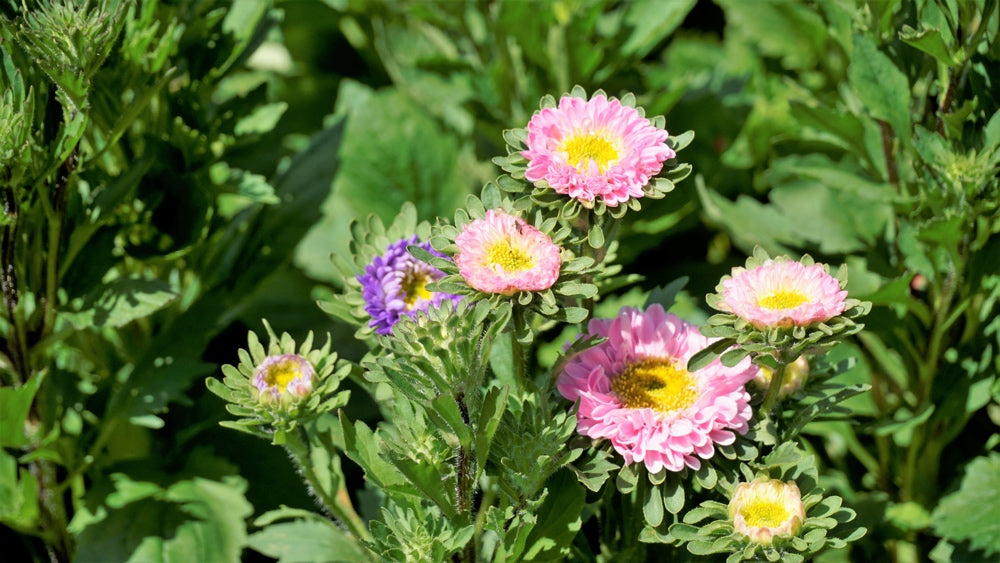 Flowers - Aster, Crego Mix