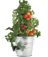 Garden-in-a-Pail (Tomato)