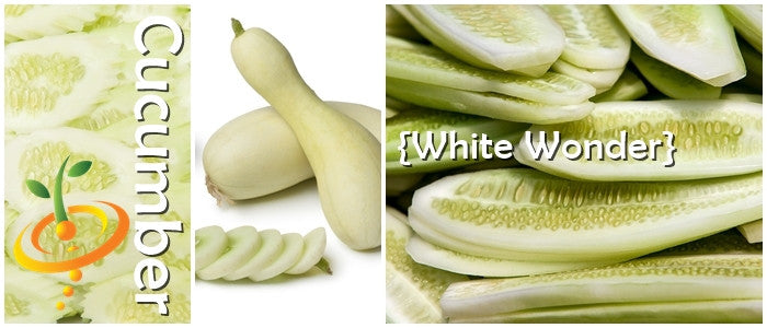 Cucumber - White Wonder.