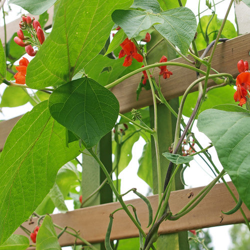 Bean (Runner/Pole) - Scarlet Runner Seeds / SeedsNow.com