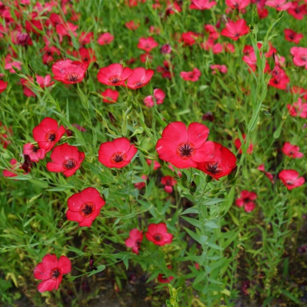 Where to Buy Flowers - Forget-Me-Not seeds 