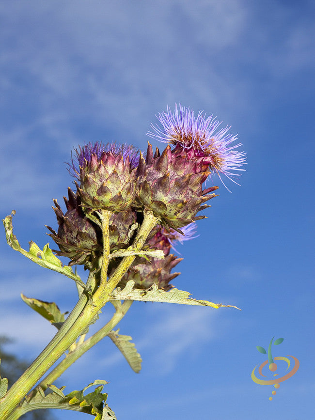 Cardoon