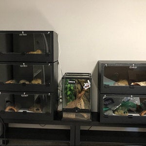 Reptile Cages|Reptile Enclosures|Snake Cages|GeckoCages|Bearded Dragon