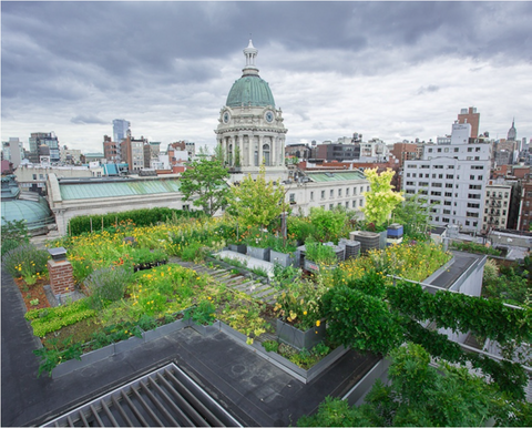 Green roof over looking a beautiful city