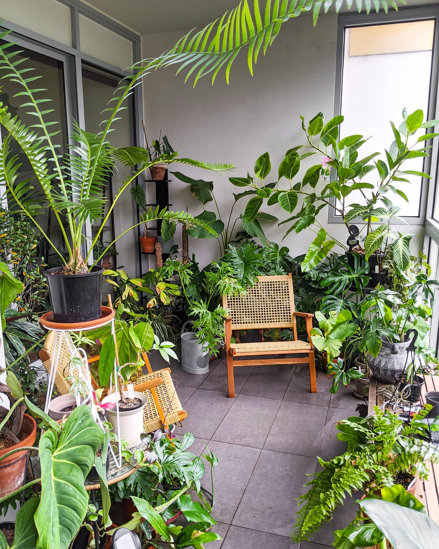 Balcony indoor plants melbourne